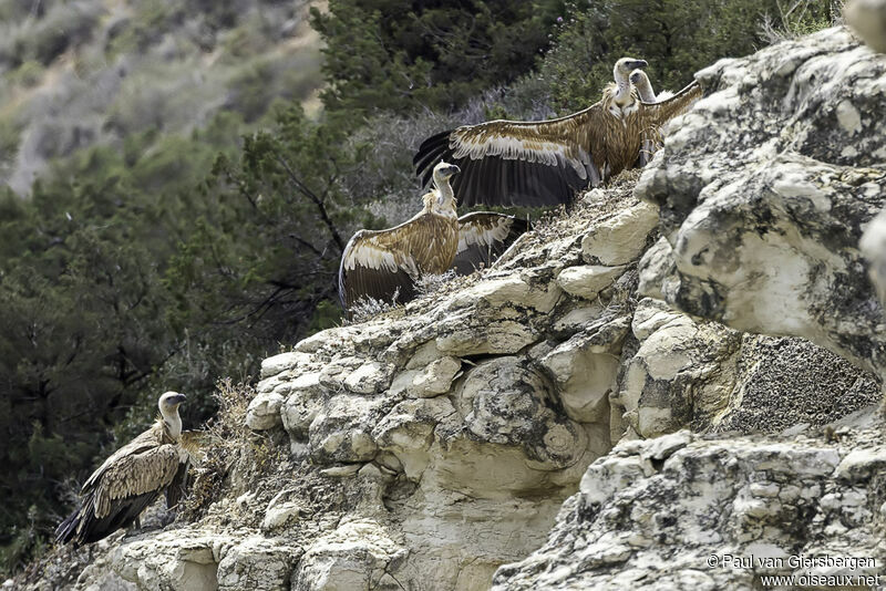 Griffon Vulture