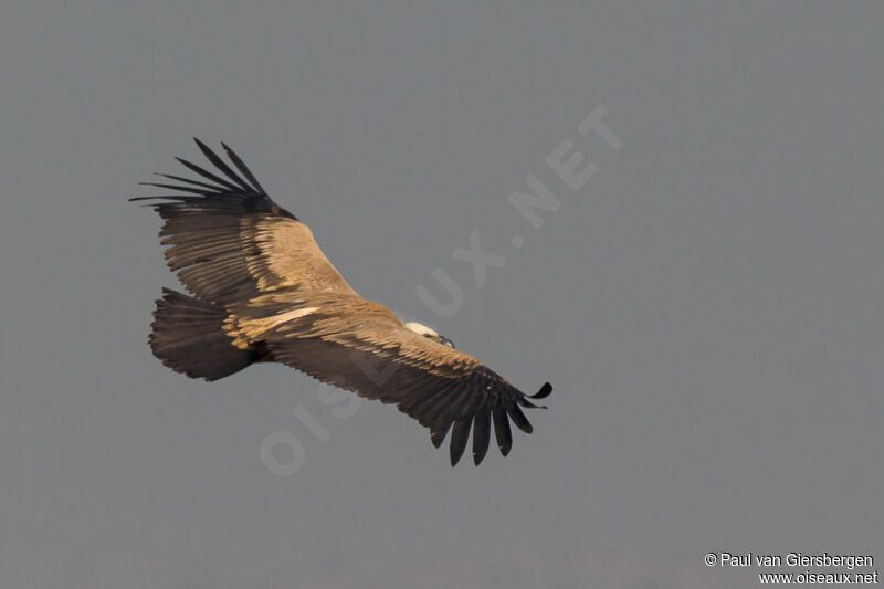 Vautour indien