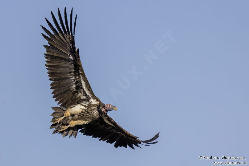 Lappet-faced Vultureadult