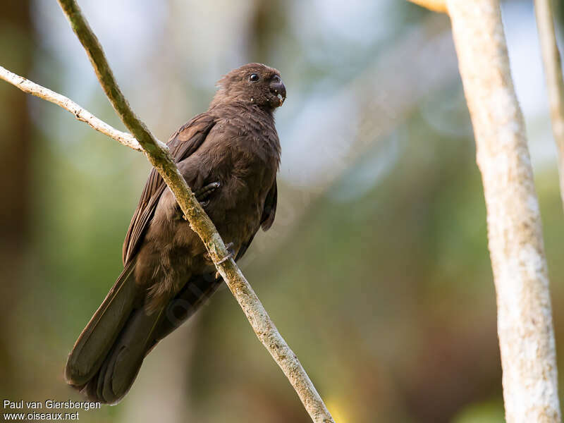 Comoro Black Parrotadult