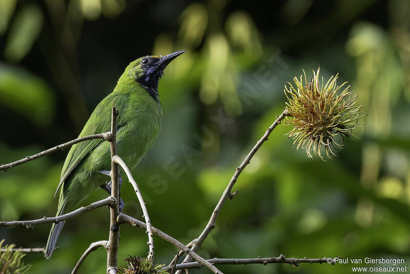 Golden-fronted Leafbirdadult