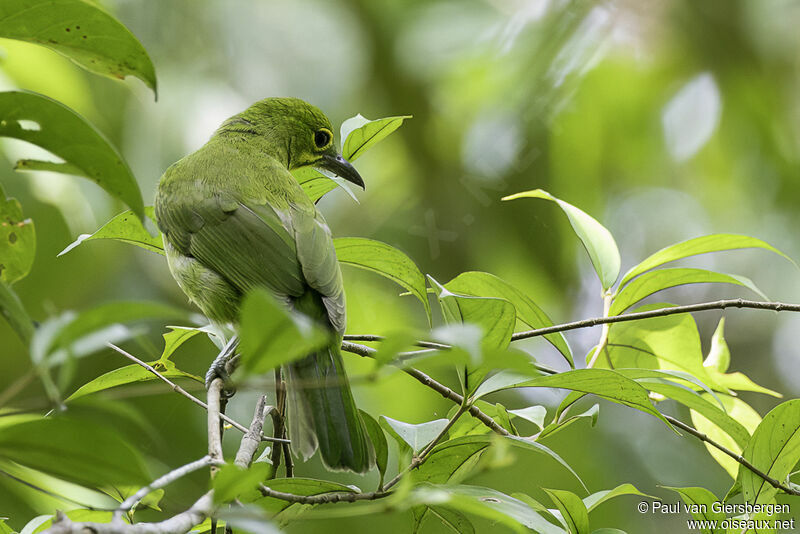 Greater Green Leafbird male immature