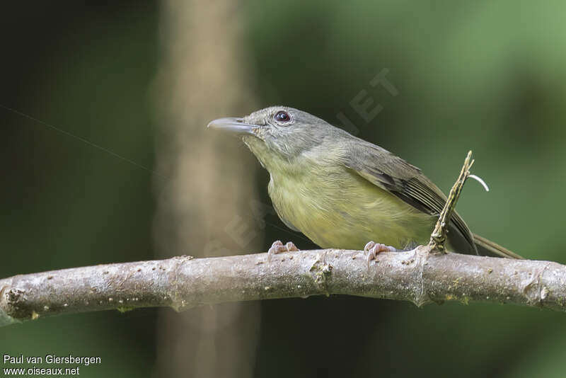 Blue Mountain Vireoadult, identification