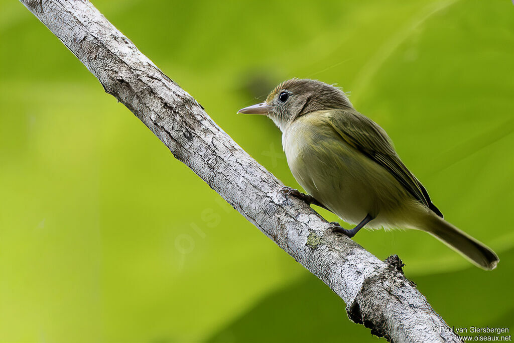Golden-fronted Greenlet
