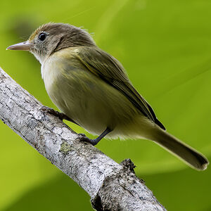 Viréon à front d'or