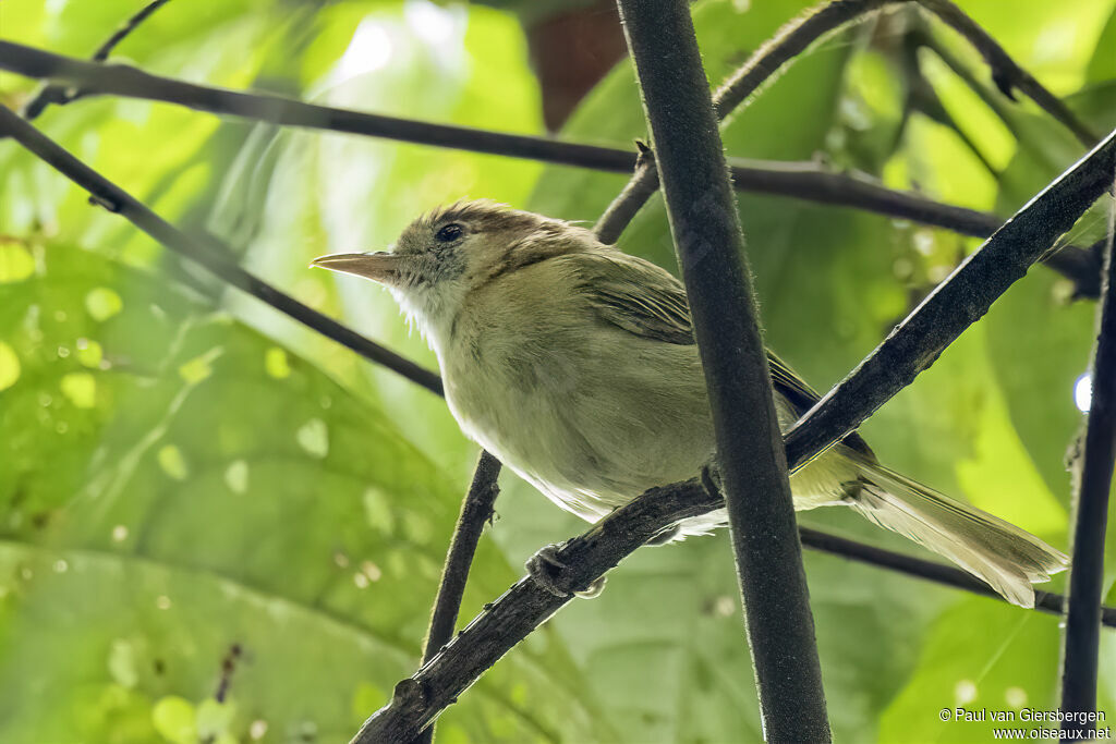 Rufous-naped Greenletadult