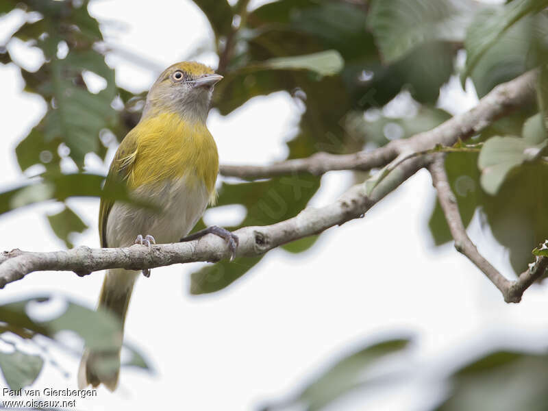 Lemon-chested Greenletadult