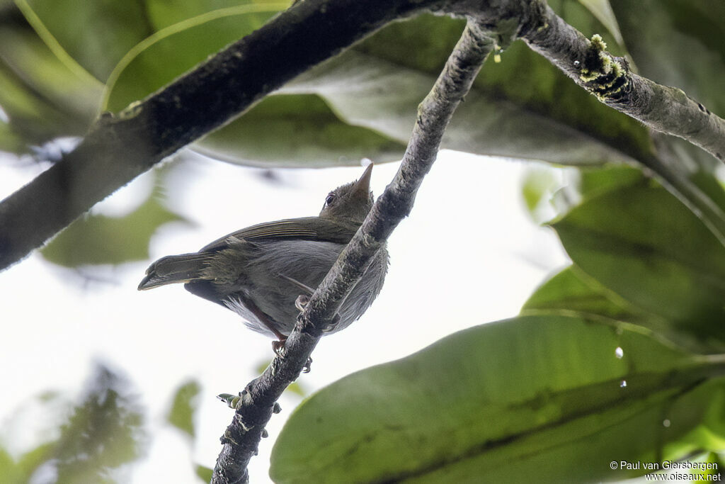 Brown-headed Greenletadult
