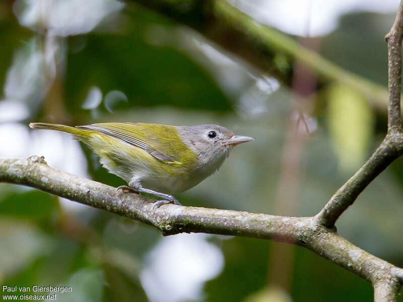 Lesser Greenletadult, identification