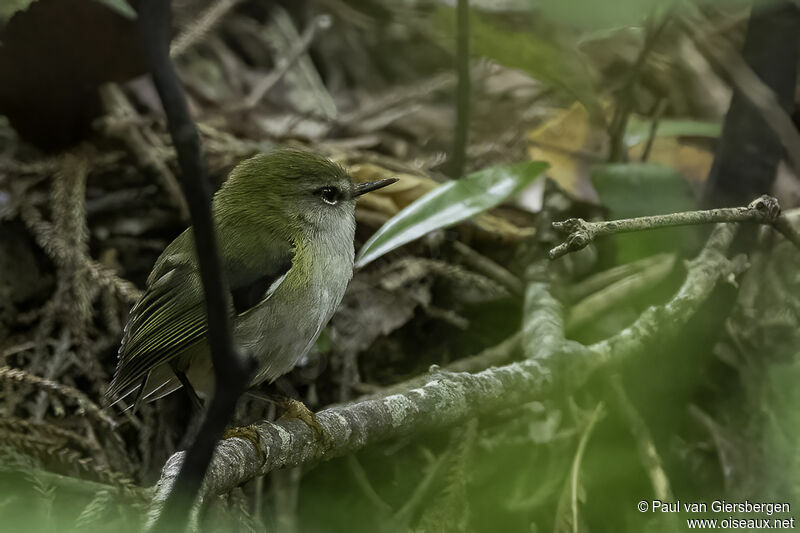 Rifleman male adult