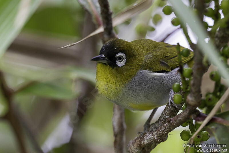 Black-capped White-eyeadult