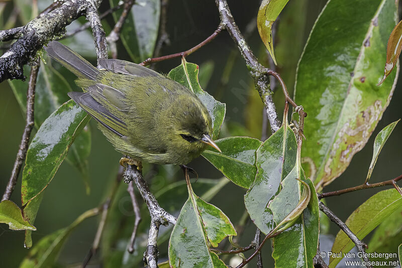 Mountain Blackeyeadult