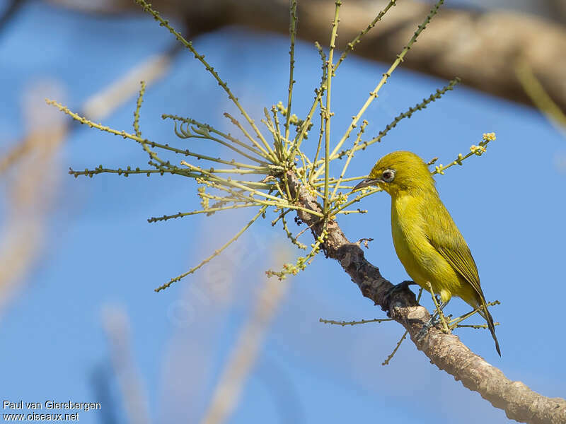 Lemon-bellied White-eyeadult