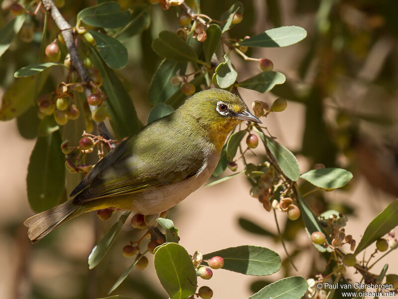 Abyssinian White-eye