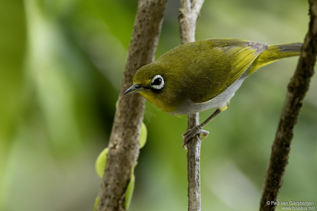 Everett's White-eyeadult