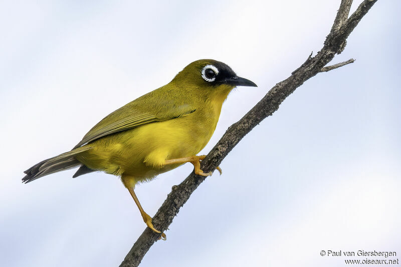 Ranongga White-eyeadult