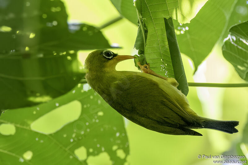 Gizo White-eye