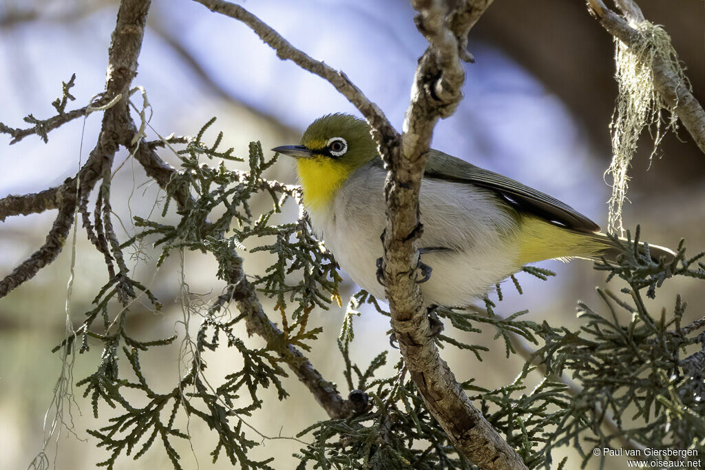 Zostérops de Socotra
