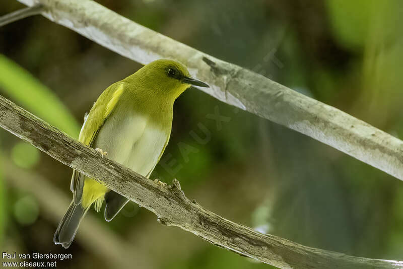 Dark-eyed White-eyeadult