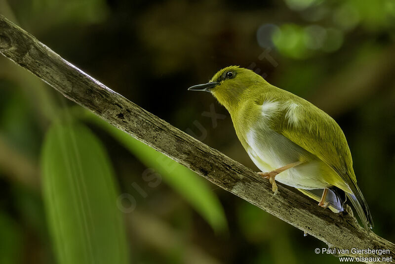 Dark-eyed White-eyeadult