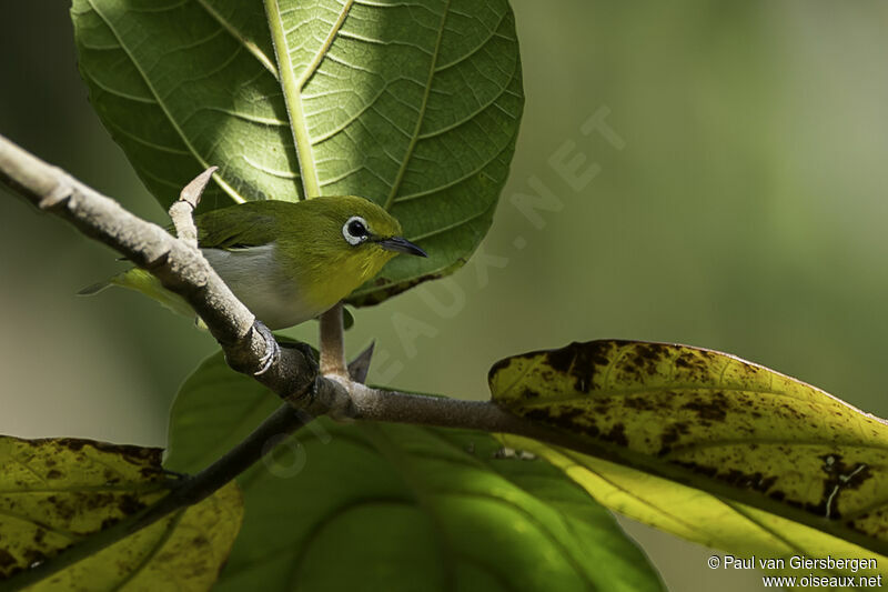 Lowland White-eyeadult