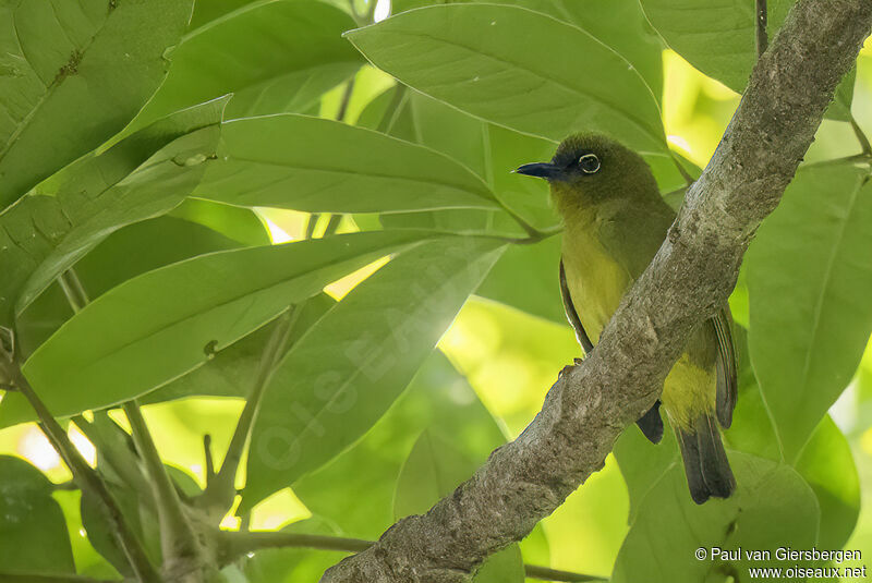 Solomons White-eyeadult