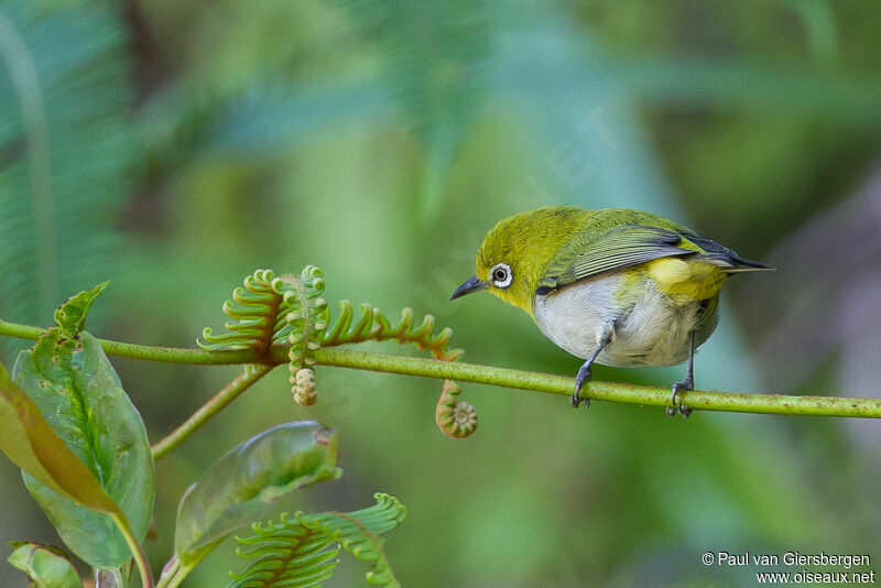 Warbling White-eyeadult