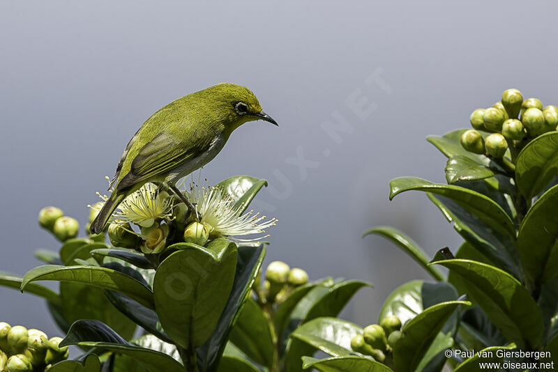 Warbling White-eyeadult