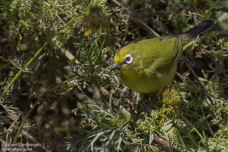 Kafa White-eye