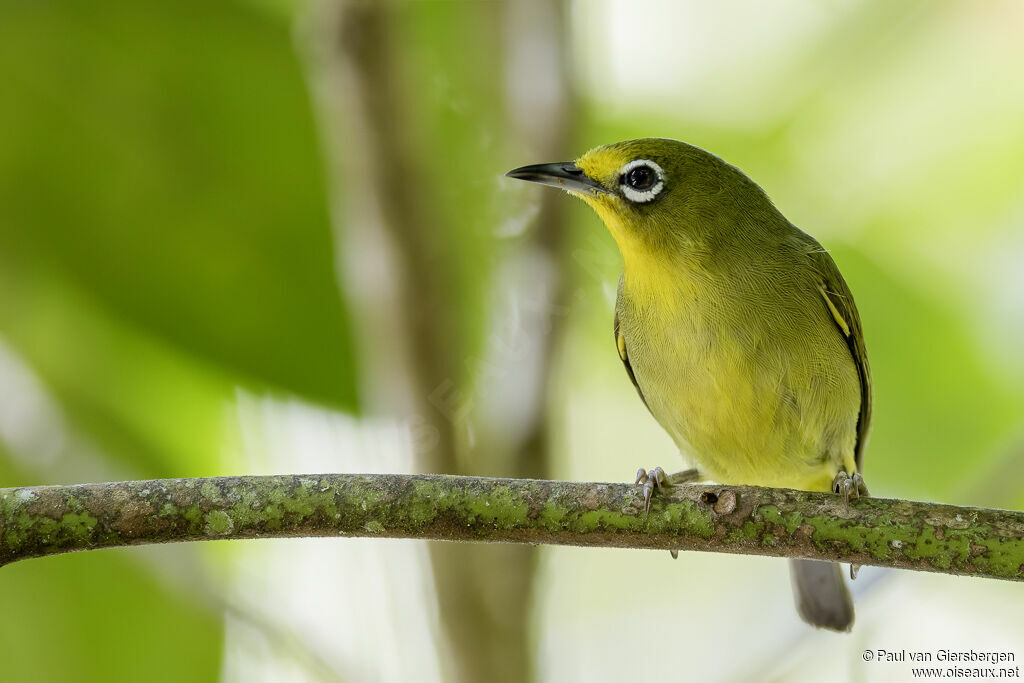 Yellowish White-eyeadult