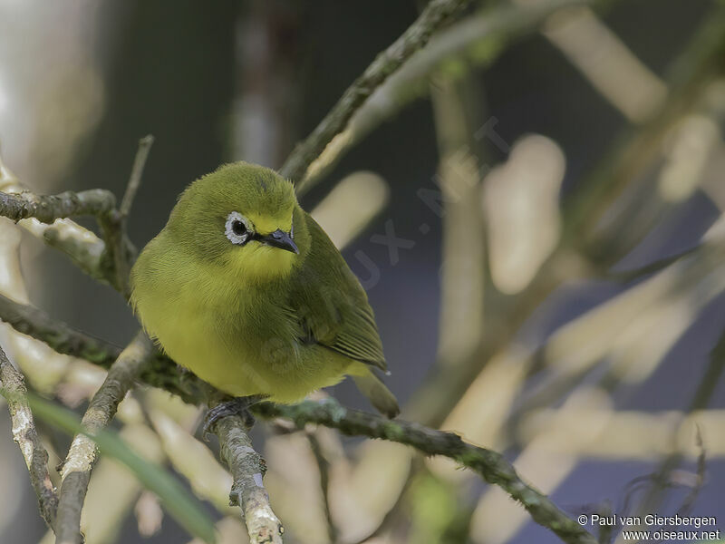 Northern Yellow White-eyeadult