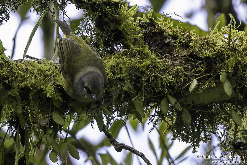 Mees's White-eye