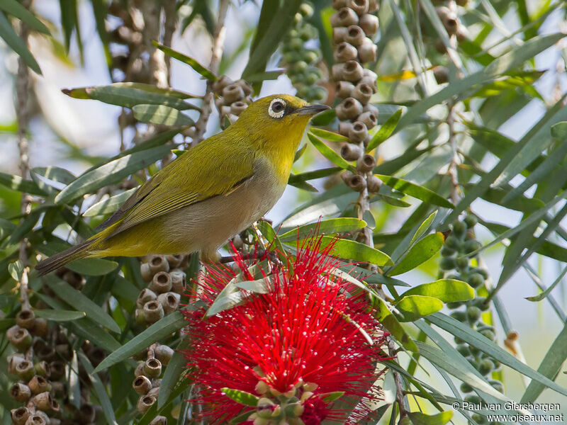 Indian White-eye