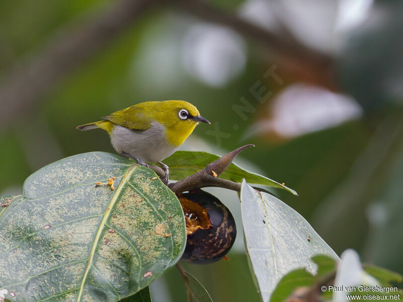 Indian White-eye