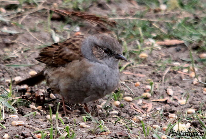 Dunnock, identification