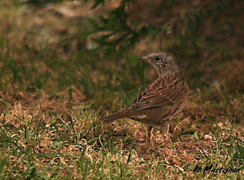 Accenteur mouchetjuvénile, identification