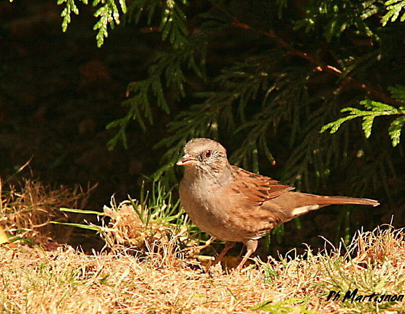 Accenteur mouchetjuvénile, identification