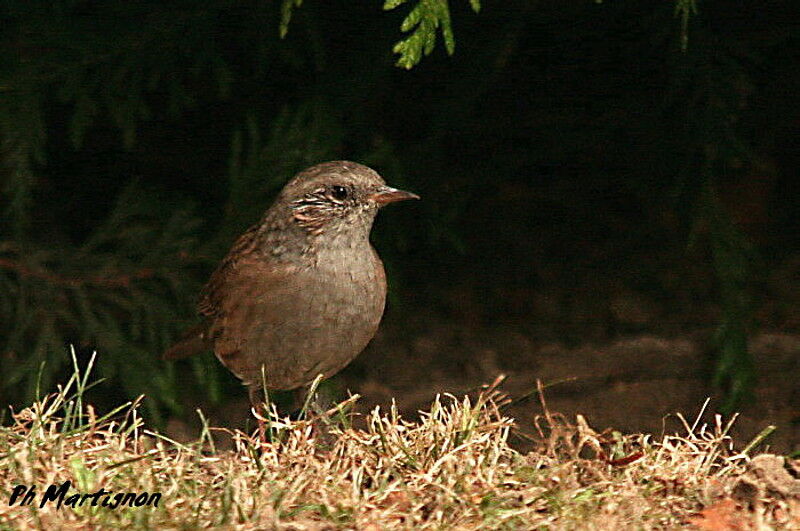 Dunnockjuvenile, identification