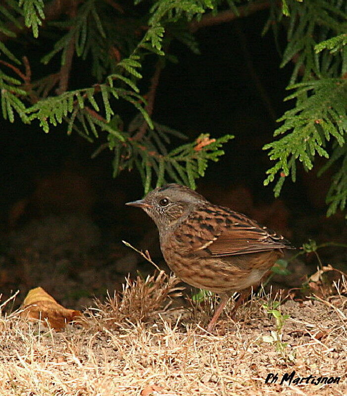 Accenteur mouchet, identification