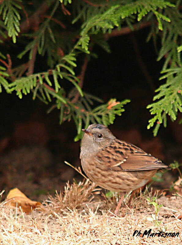 Dunnock, identification