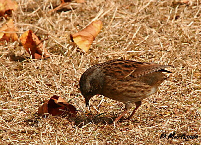 Accenteur mouchet, identification