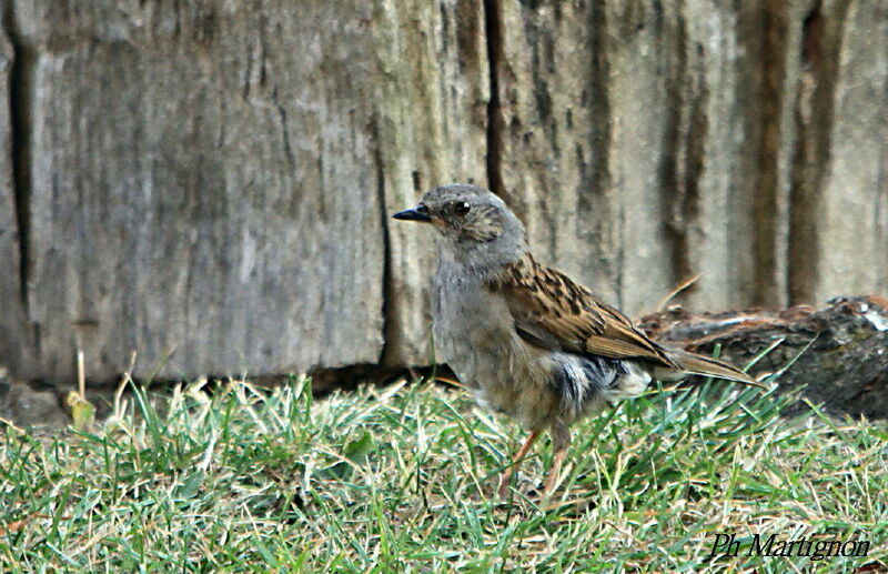 Accenteur mouchet, identification