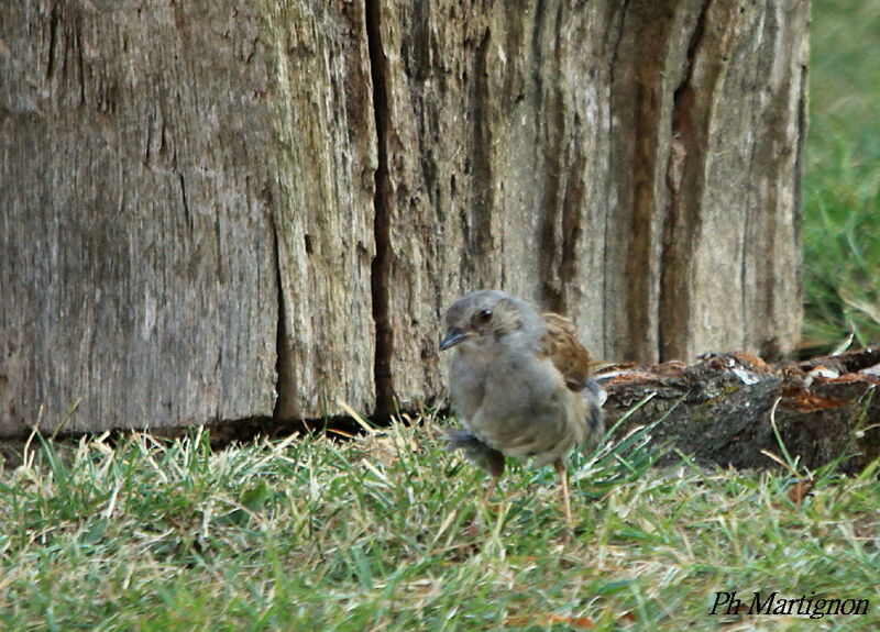 Dunnock, identification