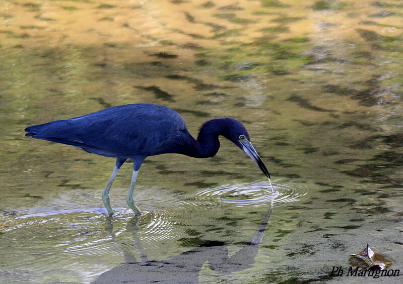 Aigrette bleue, identification, pêche/chasse