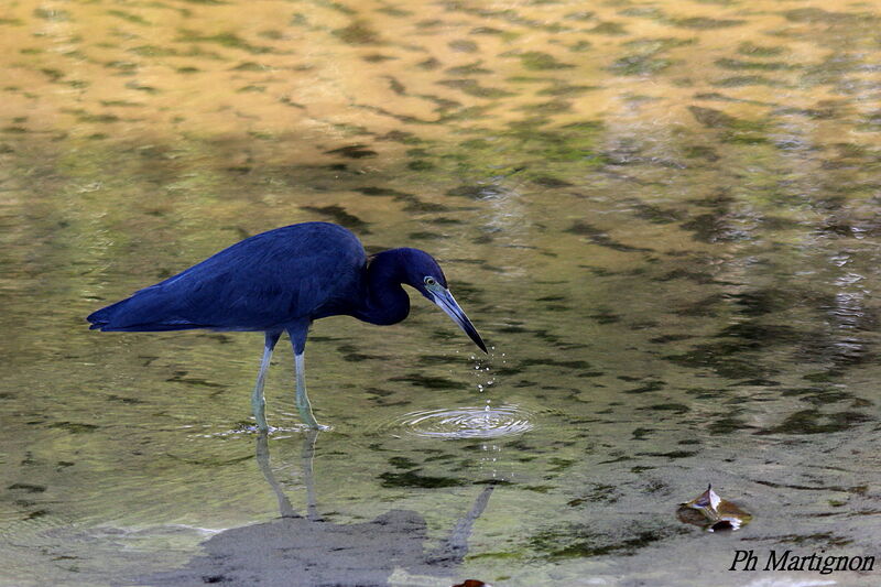 Little Blue Heron, identification, fishing/hunting