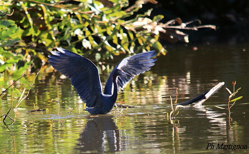 Aigrette bleue, identification, Comportement