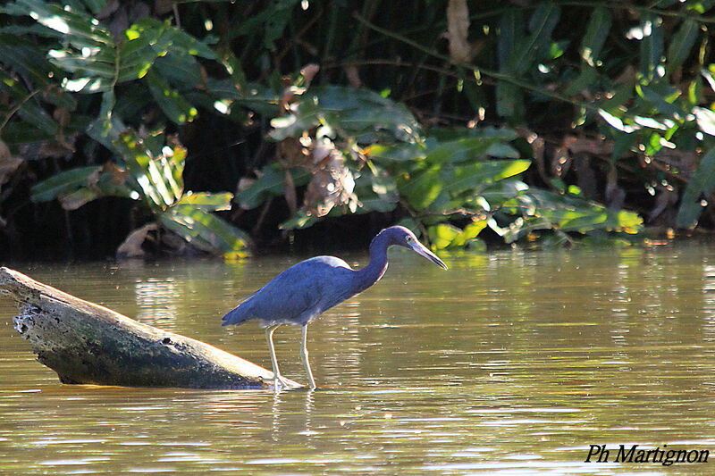 Aigrette bleue, identification