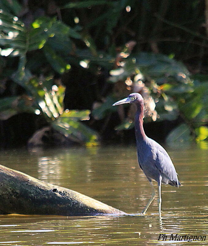 Aigrette bleue, identification