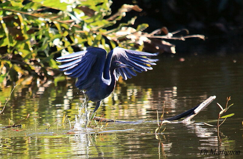 Aigrette bleue, identification, Comportement