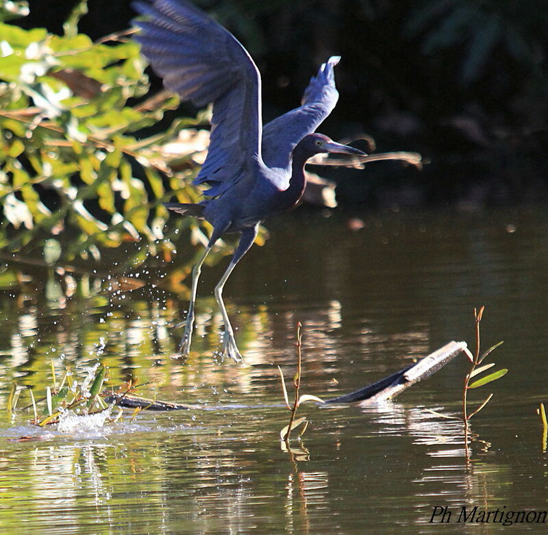 Little Blue Heron, Flight